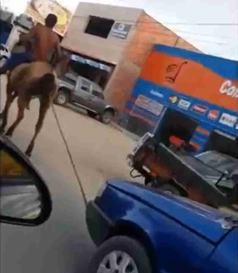 Homens amarram corda à cauda de cavalo e usam animal para rebocar carro em Alagoas, AL