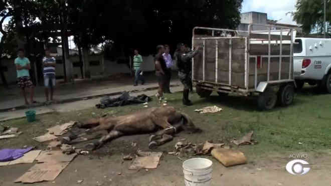 ONGs questionam falta de serviço do Centro de Controle de Zoonoses de Maceió, AL