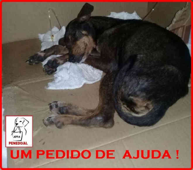 Cadela abandonada e com dentes quebrados precisa de doações para sobreviver em Penedo, AL