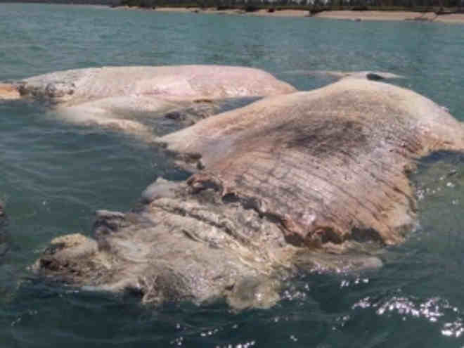 Baleia é encontrada morta no mar da praia de Porto de Pedras, AL