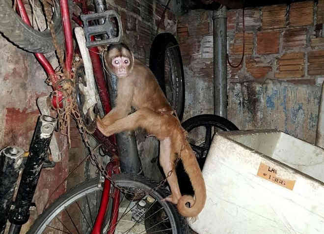 PM resgata macaco vítima de maus-tratos dentro de oficina com moto roubada