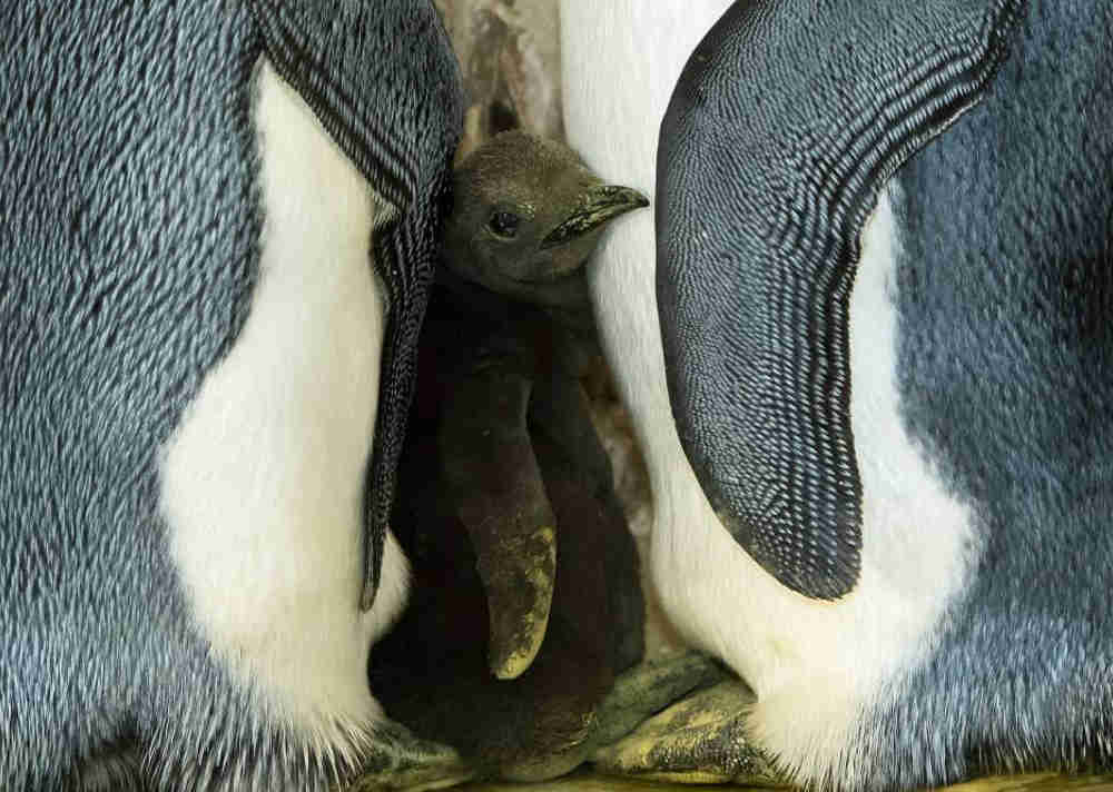 Filhotes de pinguins morrem de fome na Antártida, diz estudo