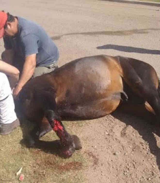 Indignação pela morte de um cavalo após ter duas patas quebradas durante uma corrida na Argentina