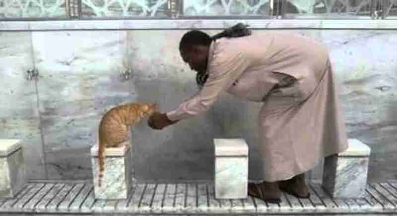 Homem dedica um pouco do seu tempo para dar água a gato de rua!