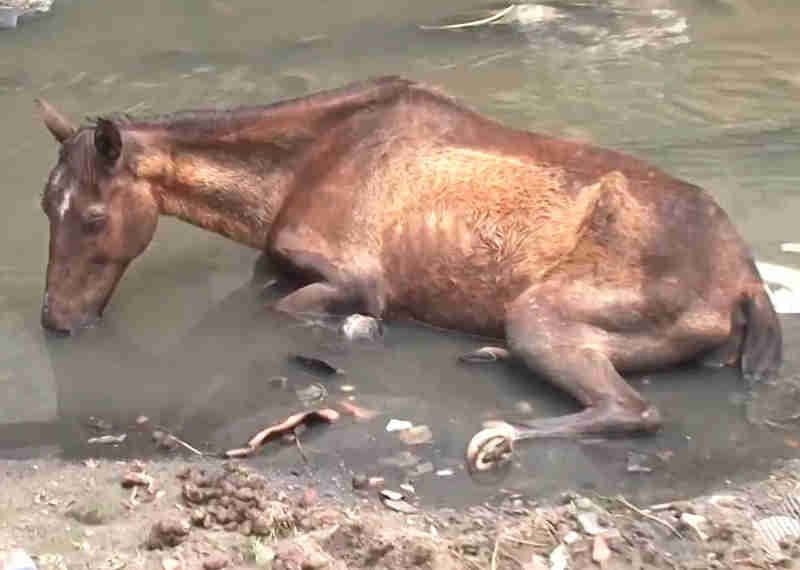 Cavalo é abandonado debilitado em área de esgoto e situação revolta moradores na Bahia: ‘É triste’