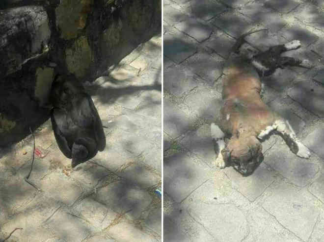 Animais são envenenados em Jacobina, BA; ‘estão matando os inocentes’