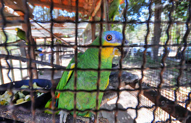 Asas cortadas: pássaros da fauna piauiense sofrem com tráfico de animais
