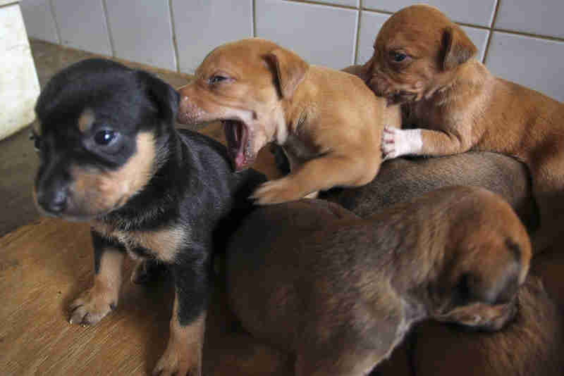Inscrições para castração gratuita de cães e gatos, no DF, vão até segunda (23)