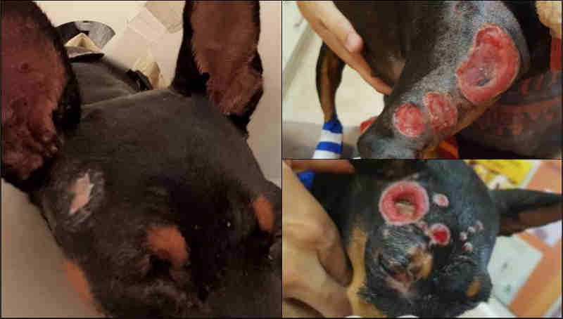 Justiça para Cira, a cachorrinha que teve a cara queimada com ácido