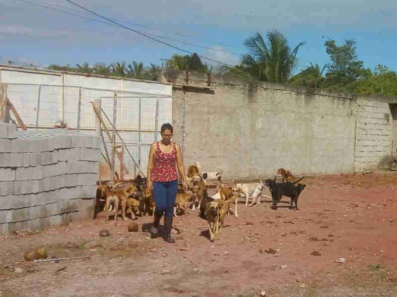 Abrigo de cães abandonados em Vila Velha (ES) pode fechar devido a ataques