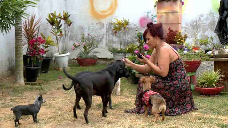 Voluntários criam página na internet para ajudar cachorros abandonados, em Linhares, ES