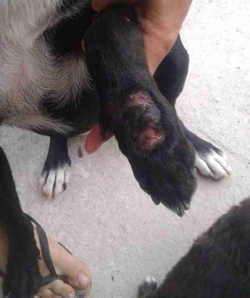 Abrigo de animais é alvo de ataque com pedras mais uma vez e dois cães ficam feridos, em Vila Velha, ES