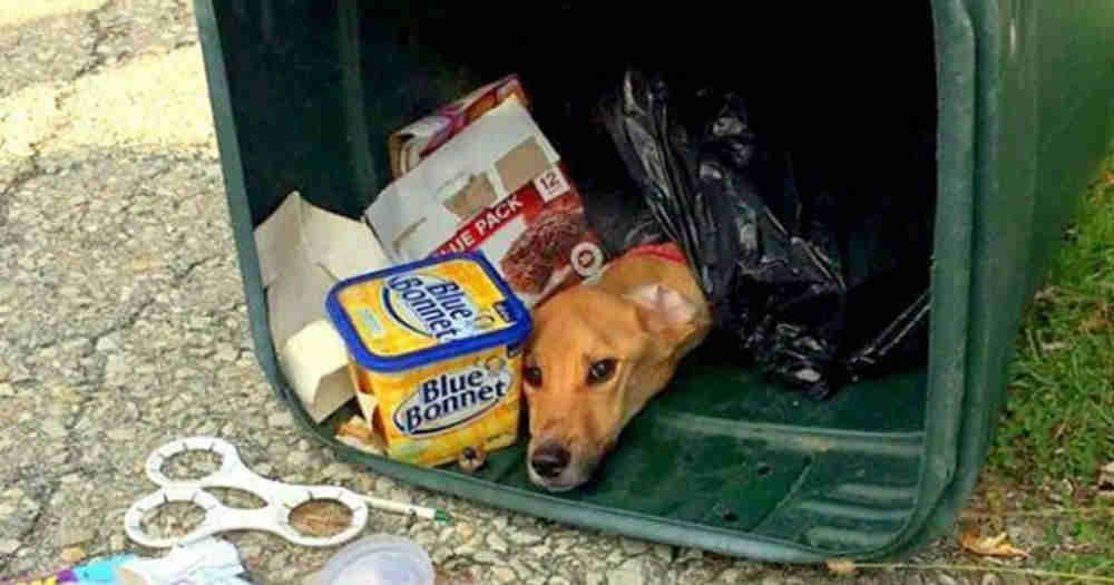 Mulher joga cachorro no lixo – mas veja o que aconteceu depois!