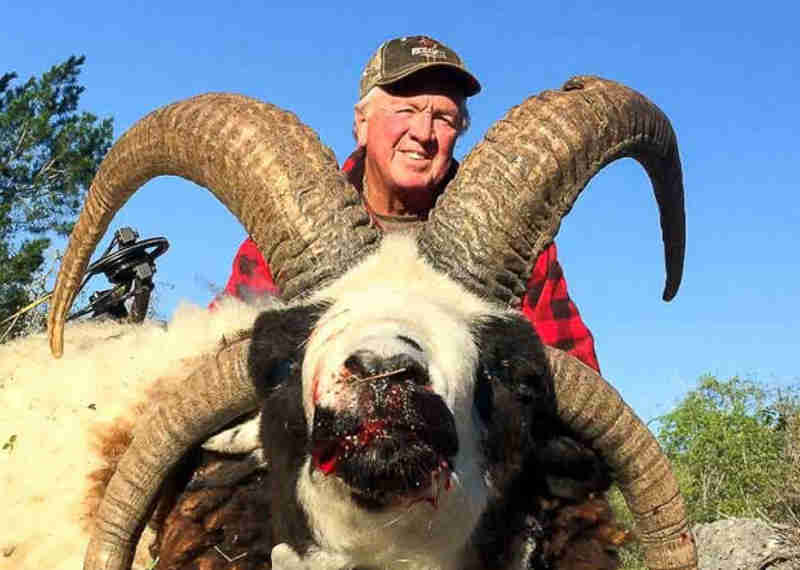 Rancho do Texas acolhe animais em perigo de extinção e vende a caçadores como troféus