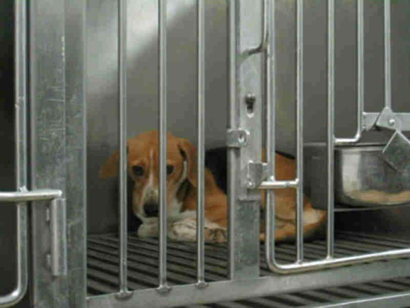 Ativistas protestam contra a exploração de cães em laboratórios universitários