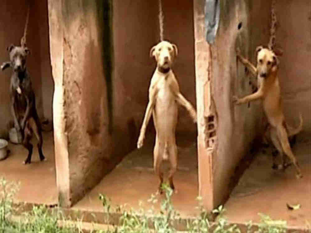 Cães com sinais de maus-tratos são resgatados em Valparaíso de Goiás, GO