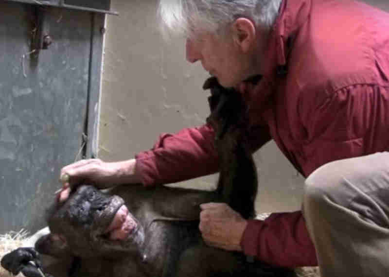 Chimpanzé ‘reconhece’ 1º cuidador e emociona a internet; vídeo