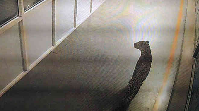 Leopardo é capturado na maior fábrica de carros da Índia após 36 horas de buscas