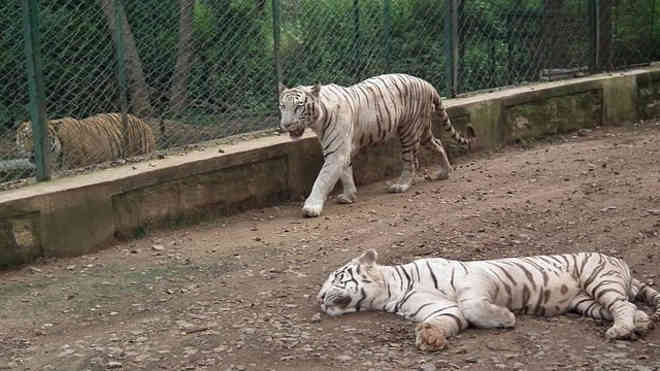 Indiano contratado há uma semana morre após ataque de tigres brancos em parque