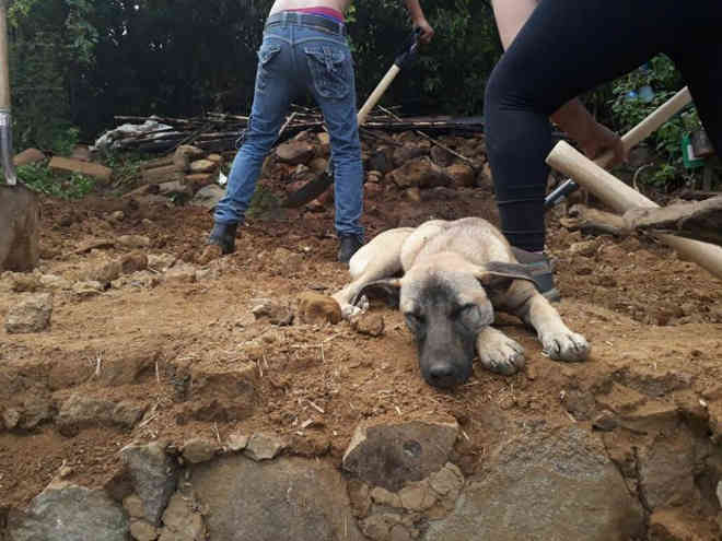 Tocante: cachorro espera pelo tutor morto no terremoto no México