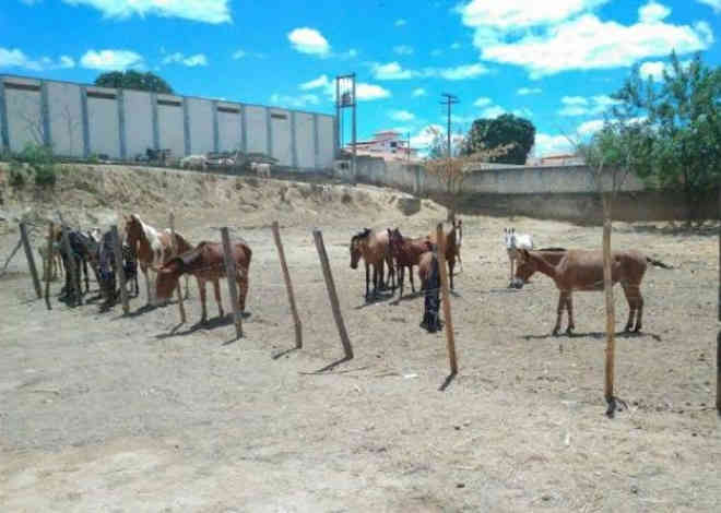 Prefeitura de Araçuai (MG) é acusada de maus-tratos contra cavalos e jumentos