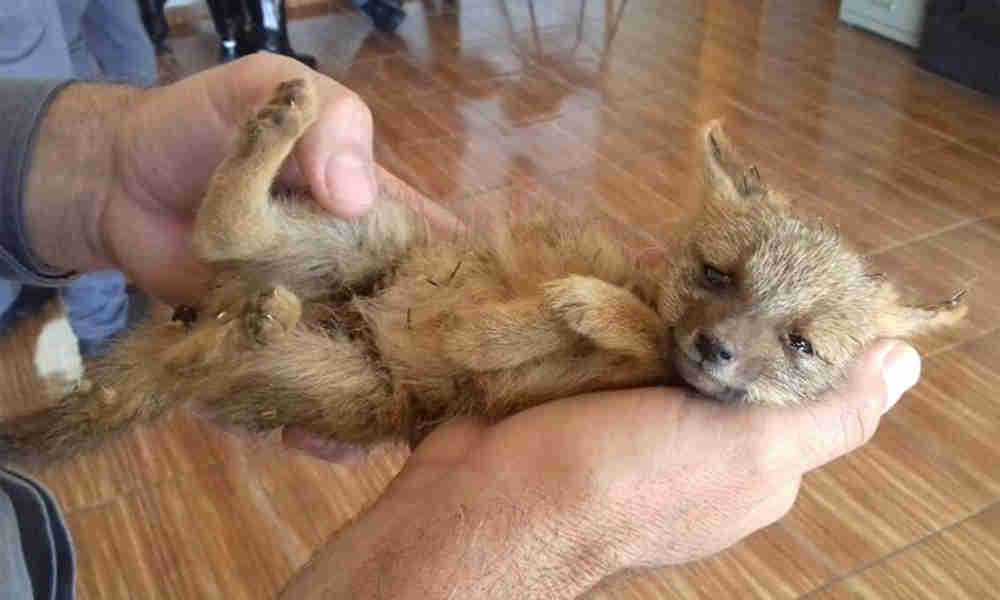 Filhote de raposa é achado em quintal de casa em Araguari, MG