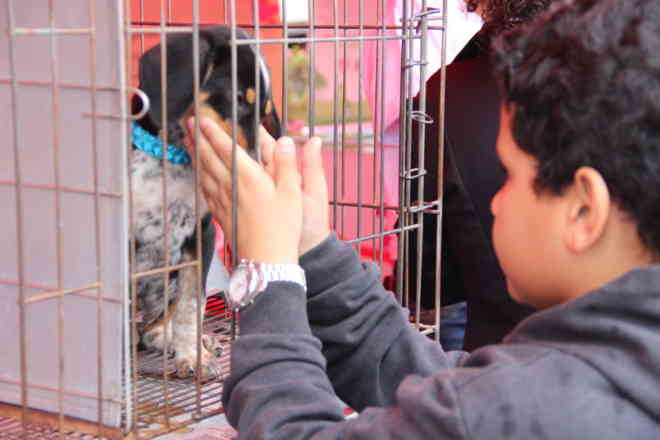 Somente 10 cães são adotados por mês em Itabirito (MG), alerta ONG Vidanimal