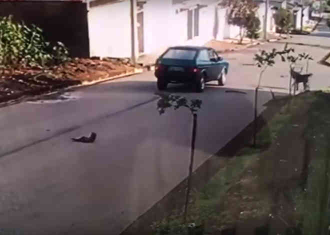 Vídeo flagra carro atropelando e matando cachorros de propósito em Pouso Alegre, MG
