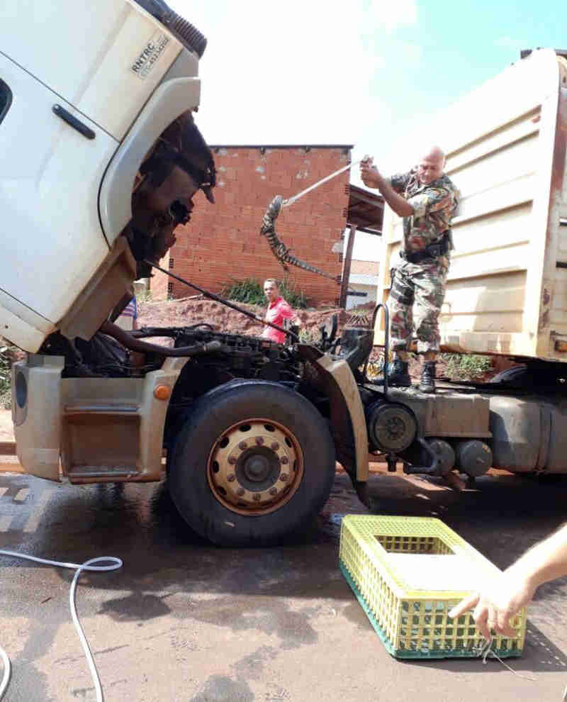 Polícia resgata lagarto dentro motor de caminhão em MS