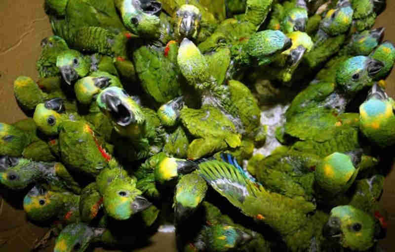 PMA dá início a operação que prioriza combate ao tráfico de papagaios em MS