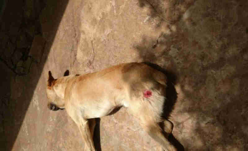 Homem mata cachorro após animal atacar galinhas no Assentamento Serra, em Parnaíba, MS