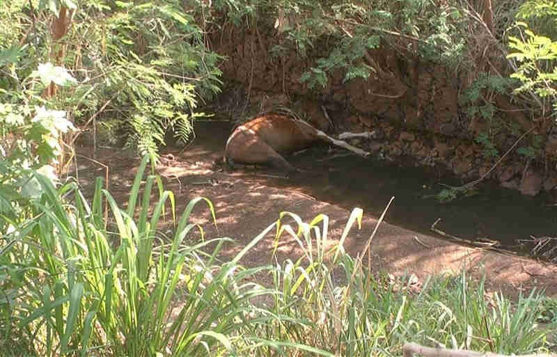 Cavalo morre enforcado ao tentar beber água no Córrego da Onça, em Três Lagoas, MS