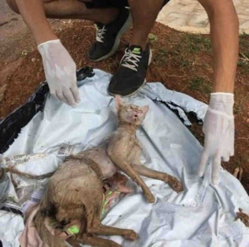 Jovens encontram gato quase sem vida dentro de saco plástico em Sorriso, MT