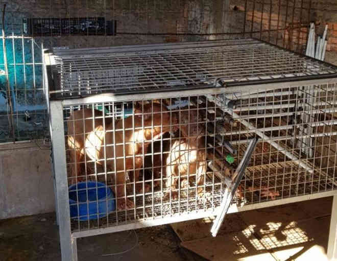 Cinco pit bulls são resgatados após sofrerem maus-tratos por idoso; veja fotos
