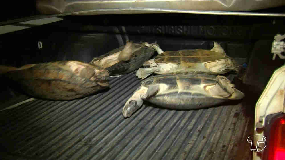 Homem que transportava tartarugas é preso durante fiscalização em Santarém, PA