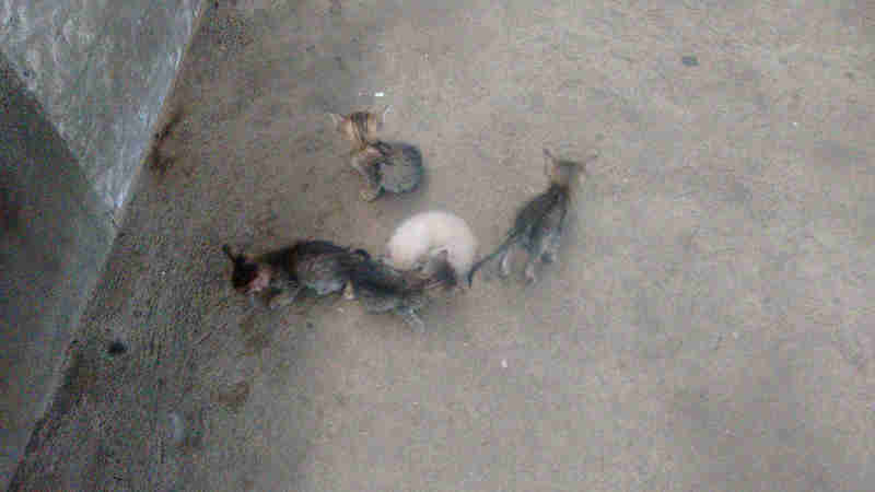 Filhotes de gato estão sendo abandonados e estão morrendo no Mercado da Carne em Patos, PB