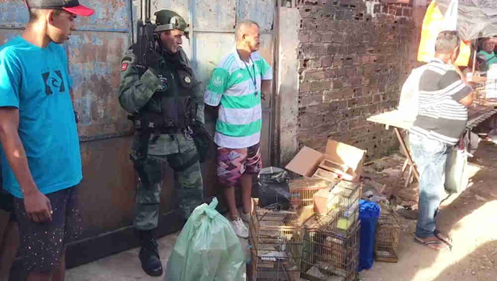 Polícia Ambiental prende dois e apreende mais de 40 aves em feira de João Pessoa, PB