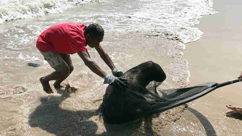 Capivara toma banho em praia de João Pessoa (PB) e é resgatada