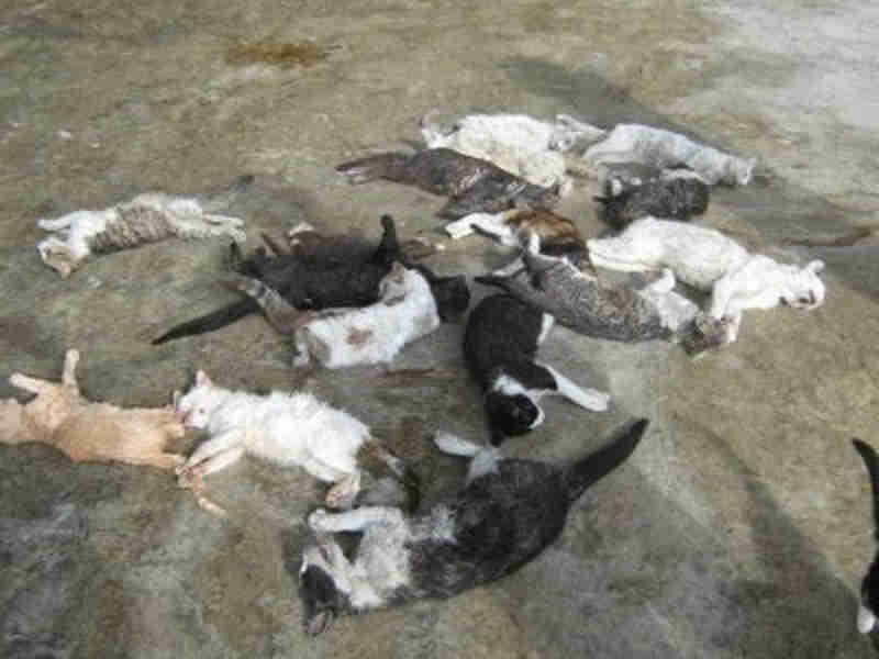 Genocídio de gatos continua na UFPB