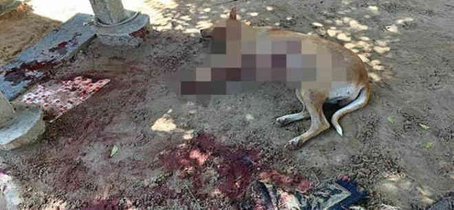 Cadela é morta a facadas durante invasão de domicílio em Parnaíba, PI