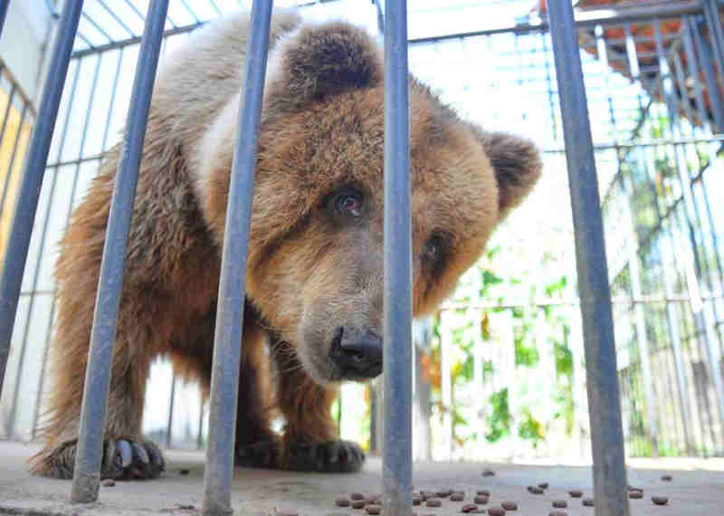 Ativistas lançam petiçao pedem que a ursa seja removida do zoológico e encaminhada para um santuário de ursos