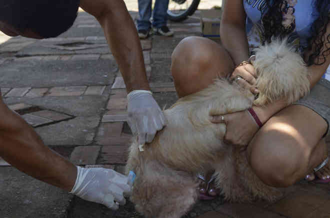 Campanha imuniza quase 55 mil animais contra raiva em Teresina, PI