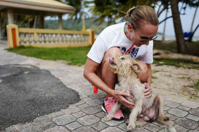 Grupos de cachorros perdidos de Porto Rico foram mortos pelo furacão