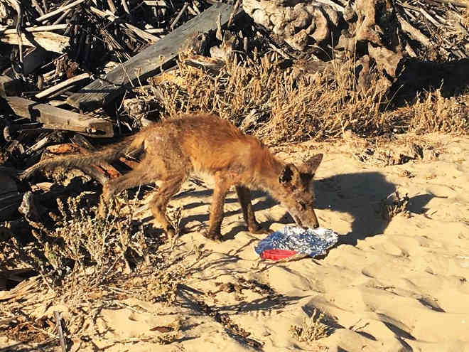 ICNF está há uma semana a tentar capturar jovem raposa ferida numa praia de Tavira, em Portugal