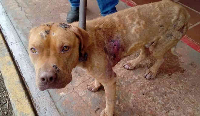 Pit bull é resgatado com várias lesões em Apucarana, PR