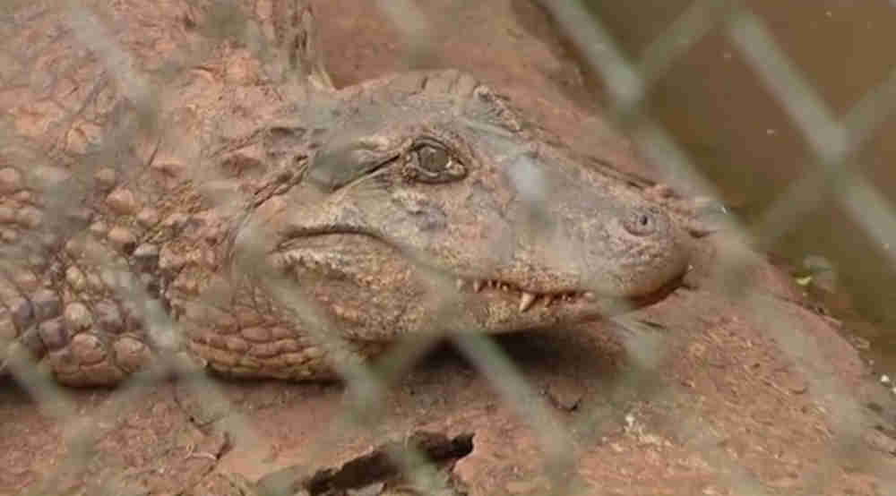 Jacaré do Zoológico de Cascavel (PR) é sequestrado e tem cauda e cabeça arrancadas