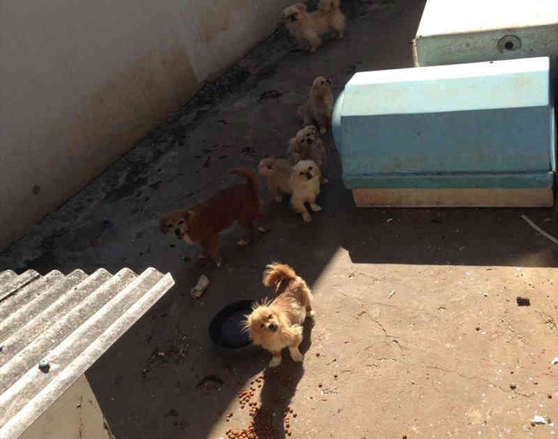 Prefeitura apreende em Curitiba (PR) 90 cães em criadouros clandestinos