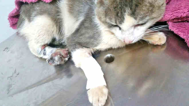 Gato sofre agressão na rua, quase perde a pata e é socorrido em Centro Veterinário de Ponta Porã, MS
