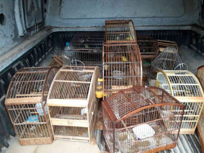 13 aves silvestres são resgatadas em cativeiro em Paty do Alferes, RJ