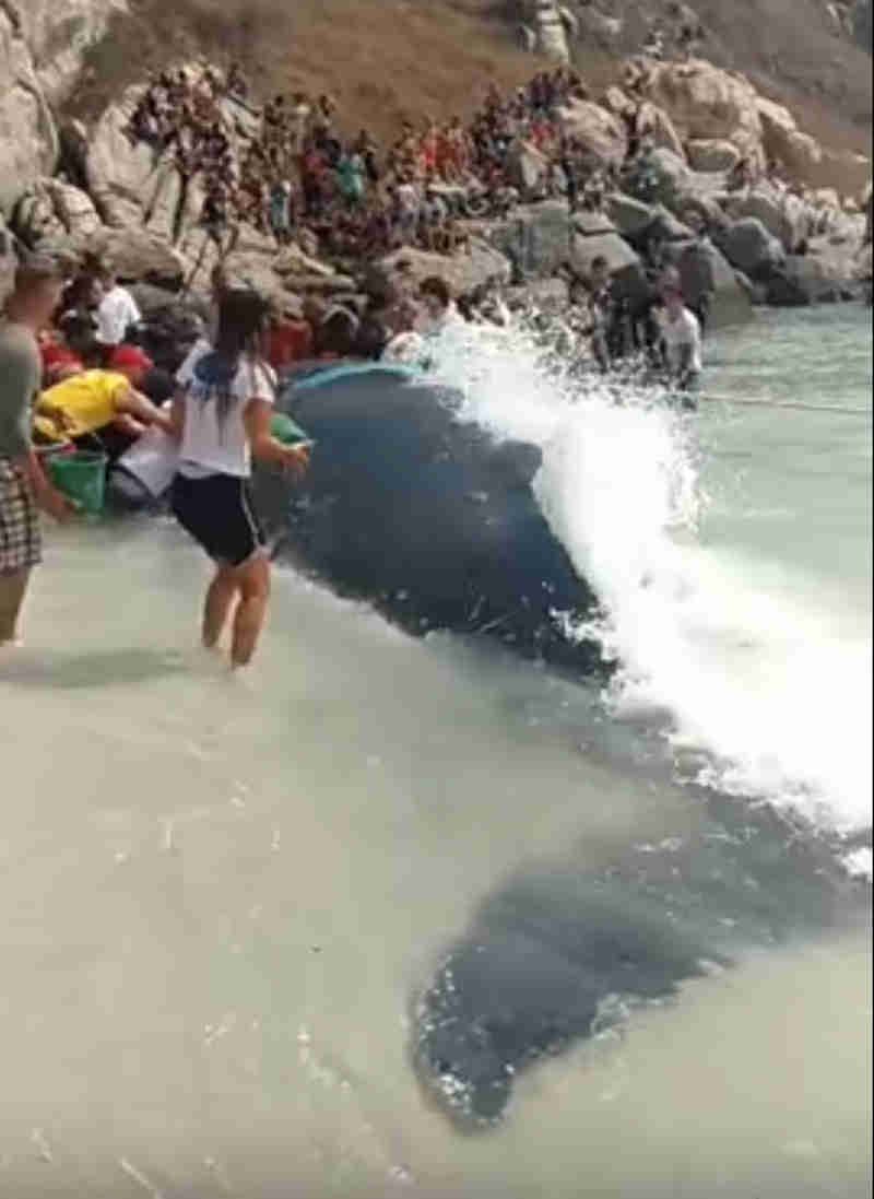 Baleia jubarte que estava encalhada em Arrail do Cabo (RJ) volta ao mar